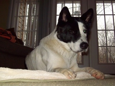 The front right side of a white with black Akita that is laying across a blanket with windowed doors behind it.