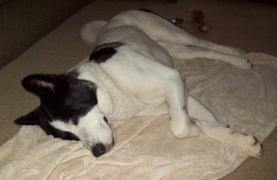 The left side of a white with black Akita that is sleeping on its side on a blanket