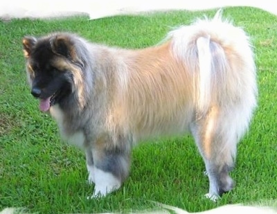 The left side of a tan with black long haired Akita that is standing on a lawn with its tongue out.