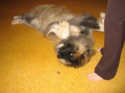 A tan with black long haired Akita is laying on its back with paws up