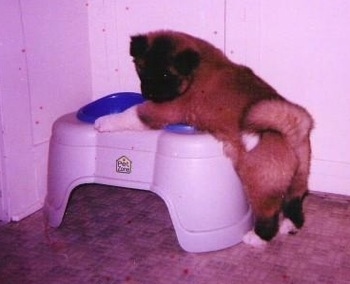 The back left side of a tan with black Longcoated Akita as a puppy getting food from a bowl