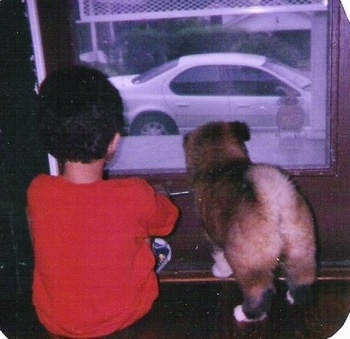The back of a tan with black Akita puppy that is looking out of a window with a young boy sitting next to him