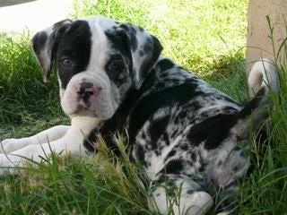 The back left side of a merle with white Alapaha Blue Blood Bulldog Puppy that is laying on grass next to a house and it is looking forward.