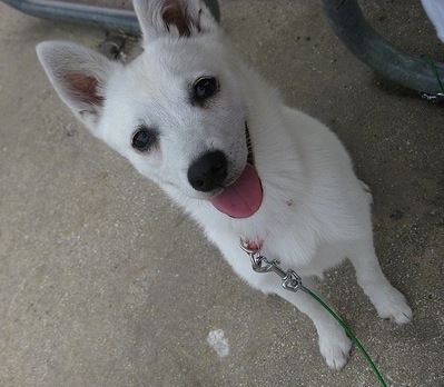 Close up - A Pure white Alaskan Klee Kai puppy is sitting in a dirt lawn next to a bench and it is looking up.