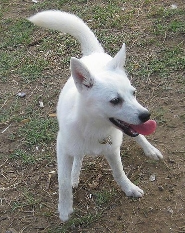 A Solid white Alaskan Klee Kai puppy playing in a patchy lawn