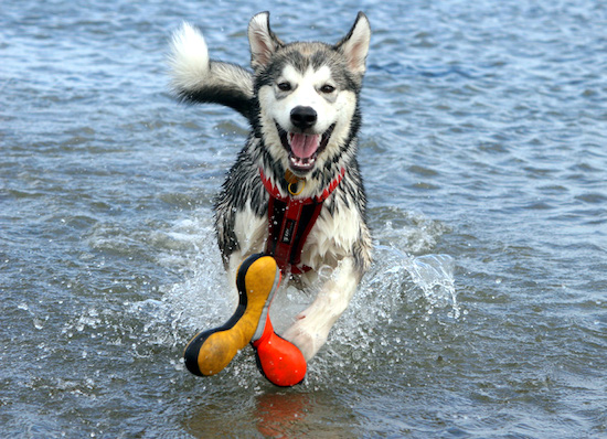A black with white Alaskan Malamute is running in a body of water wearing a harness