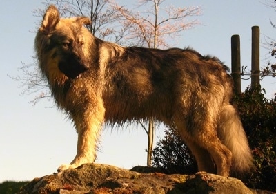 The left side of a tan and black American Alsatian that is standing across a big rock and it is looking to the right.