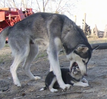 Lab Husky Puppy