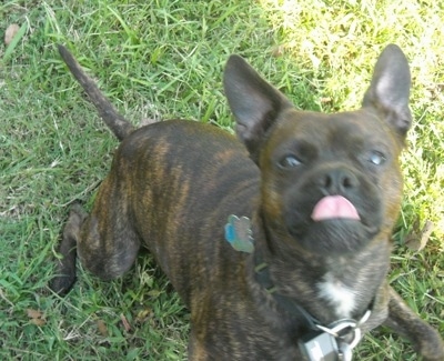 Topdown view of a brindle with white American Boston Bull Terrier that playing outside and it is looking up.