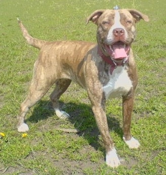 The right side of a tan brindle with white American Bull Dogue de Bordeaux that is standing across a grass surface, it is looking forward, its mouth is open and its tongue is out.