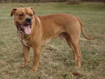 View from the side - A large-breed, brown with white, panting American Bullador dog is standing in grass. It looks like it is smiling.