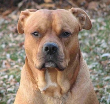 bulldog retriever mix