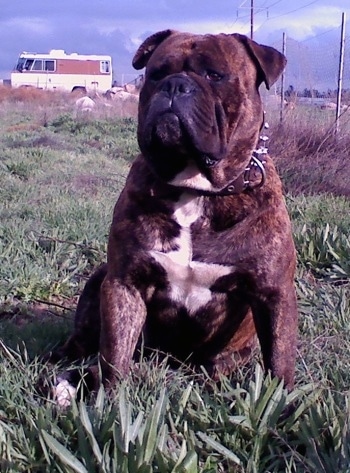 A brown with white American Bulldog is sitting in a yard and there is an RV behind them.