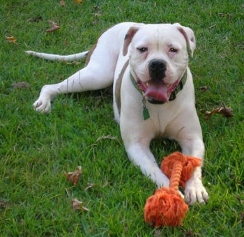 A white with brown American Bulldog is laying on grass with a an orange rope toy in front of it.