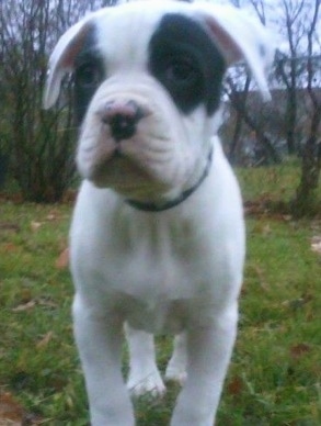 Close up - A white with black American Bulldog puppy is standing on grass and it is looking forward.