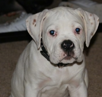 American Bulldog Puppies on American Bulldog Pictures And Photos  1