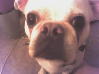 Close Up - A tan American Bullnese is sitting on a carpet and it is looking forward.