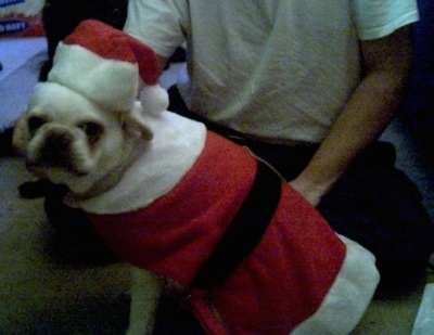The left side of an American Bullnese in a Santa Costume and it is looking forward.