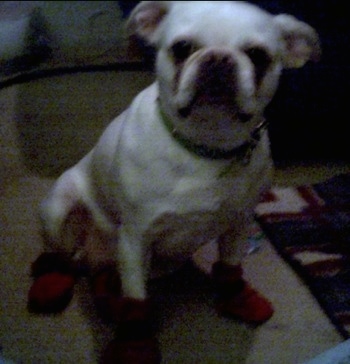 The front right side of a tan American Bullnese that is sitting on a carpet and it is wearing shoes