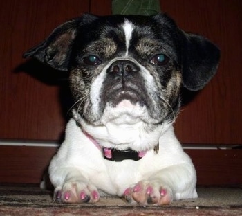 Close up - A black with white American Bullnese is laying on a carpet, there is a dresser behind it.