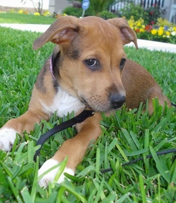 American+bulldog+mixed+with+rottweiler