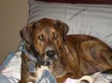 The left side of a brown brindle American Bullweiler that is laying on a bed and it is looking forward.