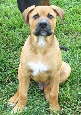 A tan with white American Bullweiler puppy is sitting on grass, it is looking up and there is another dog behind it