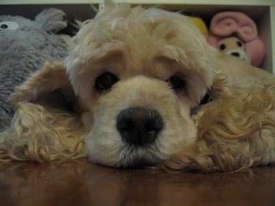 A tan American Cocker Spaniel is laying down on a hardwood floor and there is a lion doll behind it