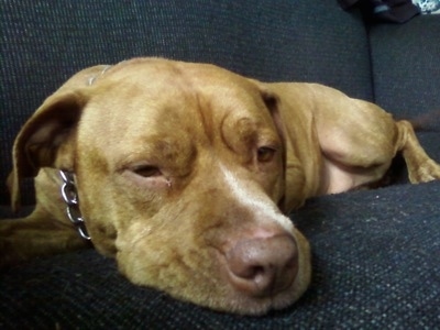 Close up - A red-nose Pit Bull Terrier is laying down on a couch.