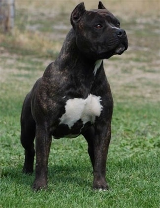 Gaff's Thief Of Gold, a black brindle American Staffordshire Terrier. Owned by Mount Brier Farms.