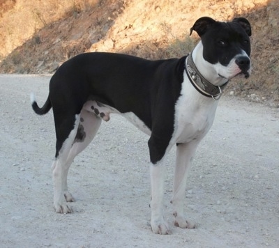 The right side of a black and white American Staffordshire Terrier that is standing on a gravel road next to a hill and it is looking to the right.