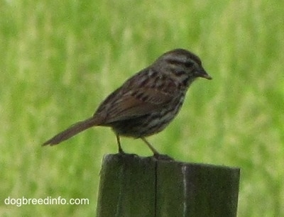 American Tree Sparrow standing on a piece of wood