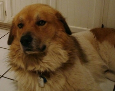 Close up - The front left side of a brown and white Anatolian Pyrenees that is laying down in kitchen and it is looking to the left.