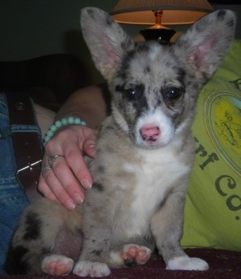 The right side of a blue merle Aussie-Corgi that is sitting in front of a person and it is looking forward.