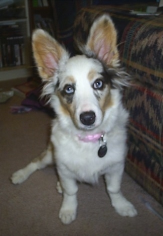 A blue merle Aussie-Corgi is sitting on a carpet and to the right of it is a couch.