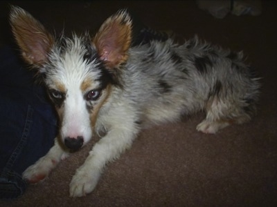 The left side of a blue merle Aussie-Corgi that is laying down near a person.