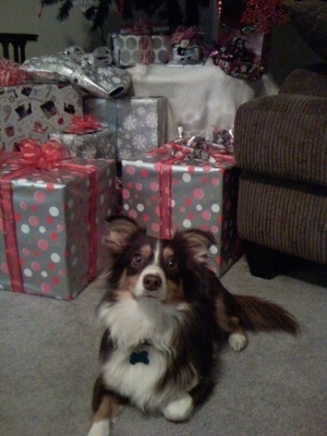 A chocolate with white and tan Aussie-Corgi is laying on a carpet, in front of a pile of gifts and a chair.