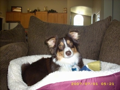 The right side of a chocolate with white and tan Aussie-Corgi that is laying across a dog bed, on a couch and it is looking forward.