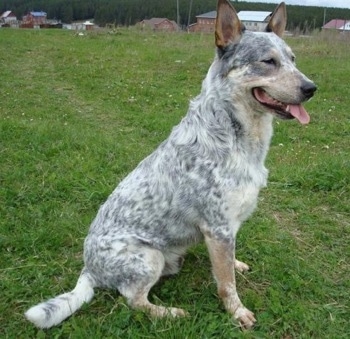 Blue Heeler  on My Dog Shadow Is A Blue Speckled Australian Cattle Dog I M An American
