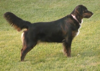 The right side of a black with white and tan Australian Retriever that is standing across a lawn with its tail up.