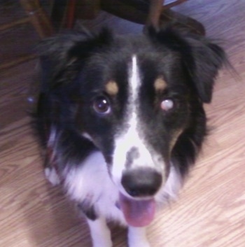 Close up - A tri-color Australian Shepherd is sitting on a hardwood floor with its mouth open and its tongue out. The Australian Shepherd has a cloudy eye.