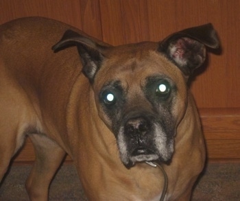 Close Up - Lacy Ann Price the Boxer standing in a house in front of a wooden cabinet and looking at the camera holder