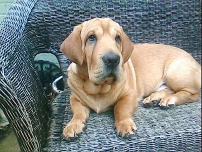 The left side of a brown with white Ba-Shar that is laying across a wicker love seat