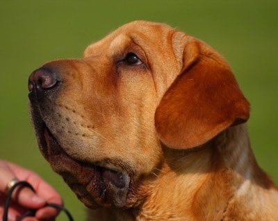 Close Up - The left side of the face of a brown with white Ba-Shar.
