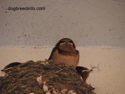 Close Up - Barn Swallow Babies inside of a nest