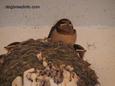 Barn Swallow Babies inside of a nest on top of a light fixture