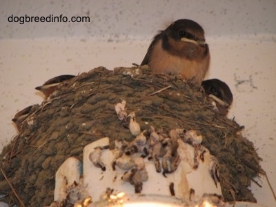 Three Barn Swallow babies looking over the edge of there nests