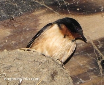 Close Up - Barn Swallow sitting in its nest, which was built on a light fixture