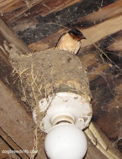 Barn Swallow sitting in its nest, which is next to a wooden beam on top of a light fixture with cobwebs surrounding it