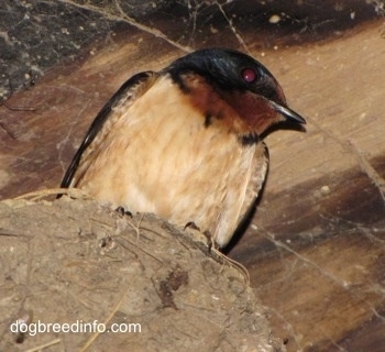 Close Up - Barn Swallow lookingover the edge of its nest